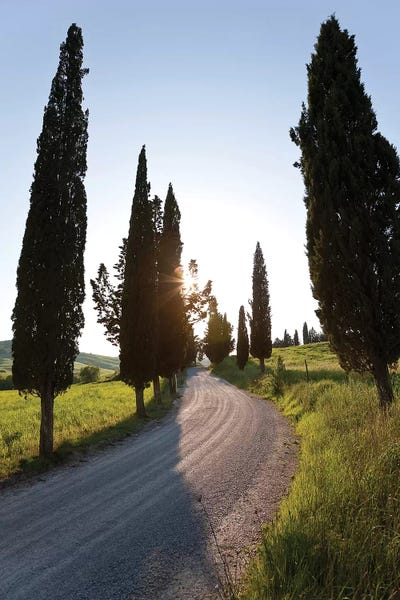 Cypress Trees: Cypress-lined Dirt Road, Tuscany Region, Italy by Peter Adams