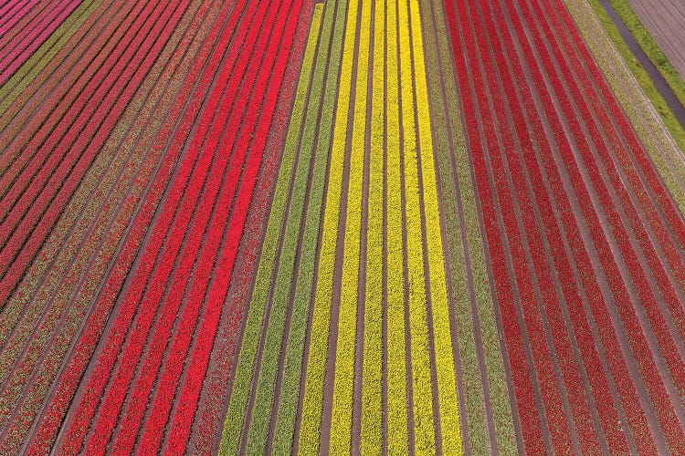 Aerial view of the tulip fields in North Holland, Netherlands