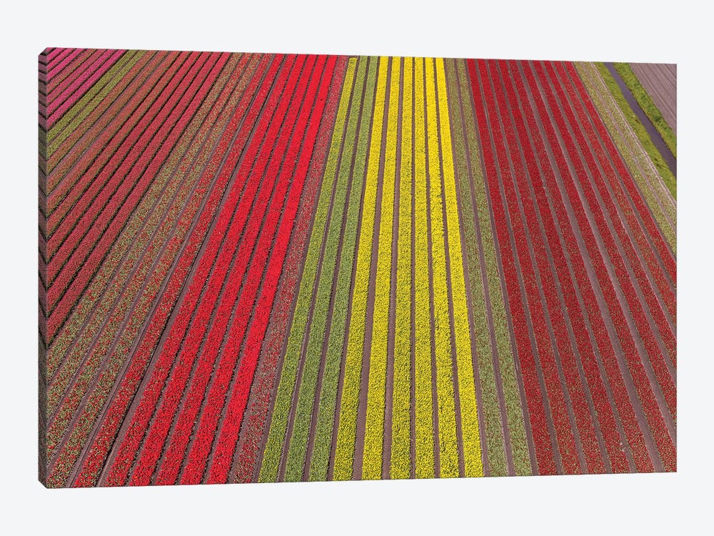 Aerial view of the tulip fields in North Holland, Netherlands by Peter Adams 1-piece Canvas Wall Art