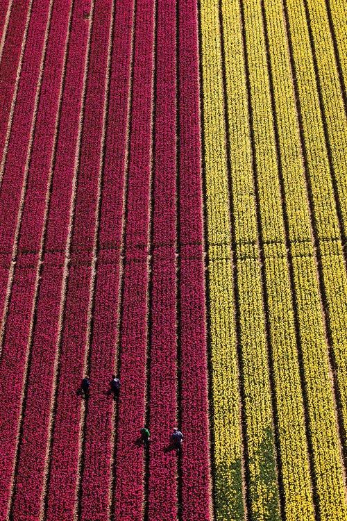 Aerial view of the tulip fields in North Holland, Netherlands