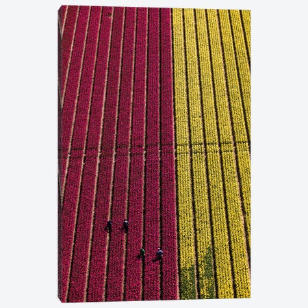 Aerial view of the tulip fields in North Holland, Netherlands Canvas Print #PAD7} by Peter Adams Canvas Artwork