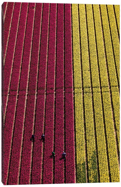 Aerial view of the tulip fields in North Holland, Netherlands Canvas Art Print - Peter Adams