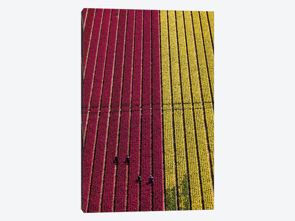 Aerial view of the tulip fields in North Holland, Netherlands by Peter Adams 1-piece Art Print