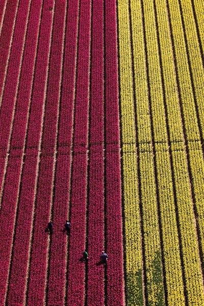 Aerial view of the tulip fields in North Holland, Netherlands