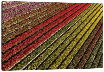 Aerial view of the tulip fields in North Holland, Netherlands Canvas Art Print - Abstracts in Nature