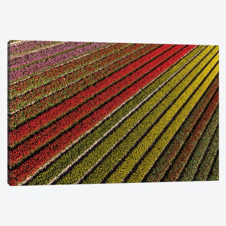 Aerial view of the tulip fields in North Holland, Netherlands Canvas Print #PAD8} by Peter Adams Canvas Print
