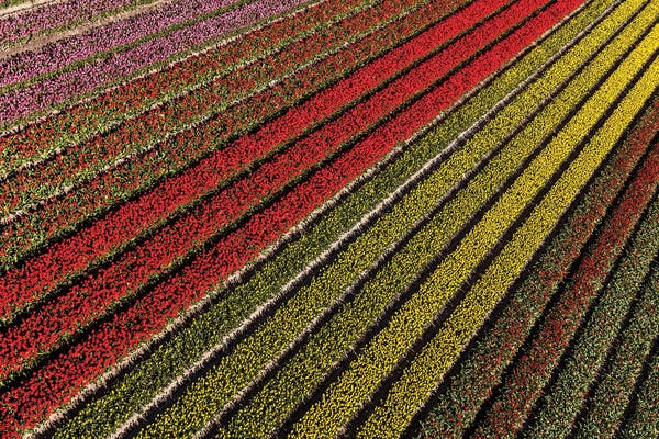 Abstracts In Nature: Aerial view of the tulip fields in North Holland, Netherlands by Peter Adams