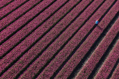 Aerial view of the tulip fields in North Holland, Netherlands by Peter Adams canvas print