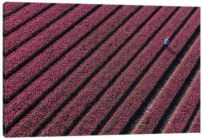 Aerial view of the tulip fields in North Holland, Netherlands Canvas Art Print