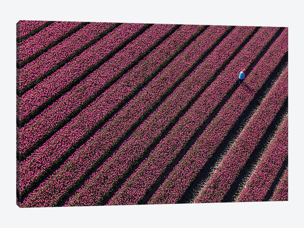 Aerial view of the tulip fields in North Holland, Netherlands by Peter Adams 1-piece Canvas Art Print