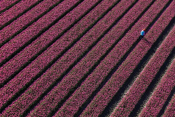 Aerial view of the tulip fields in North Holland, Netherlands