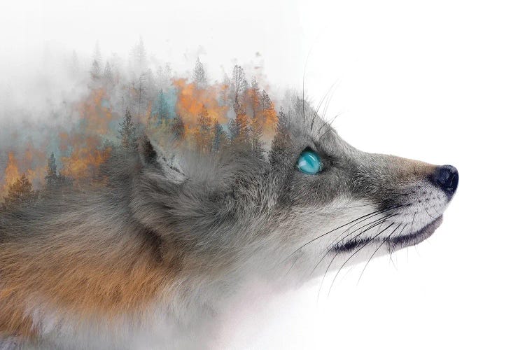 Flaming Fox by Paul Haag wall art