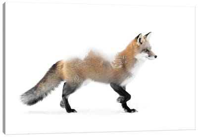 Fox Canvas Art Print - Composite Photography