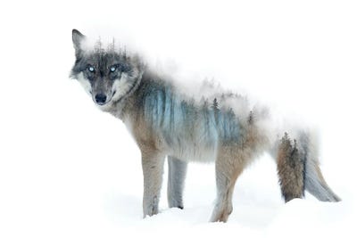 Forest Dweller by Paul Haag art print