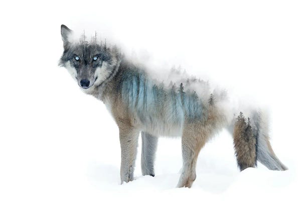 Paul Haag: Forest Dweller by Paul Haag