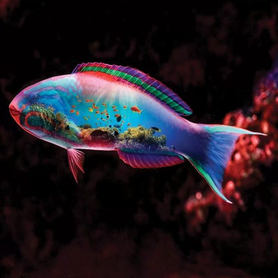 Fish by Paul Haag art print