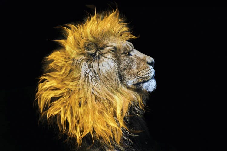 Flaming Mane by Paul Haag wall art