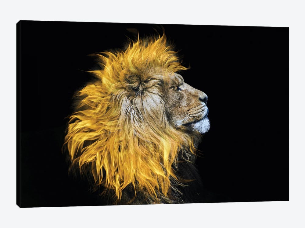 Flaming Mane by Paul Haag 1-piece Canvas Print