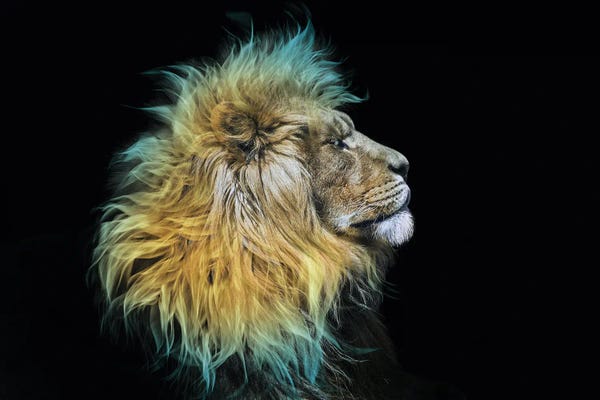 Paul Haag: Flaming Mane II by Paul Haag