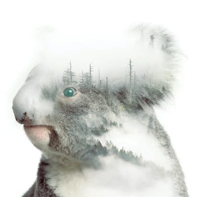 Koala by Paul Haag art print