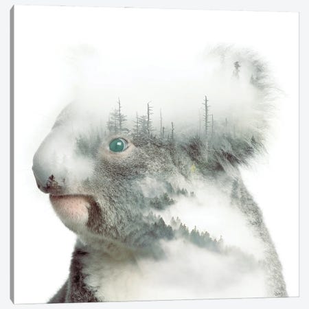 Koala Canvas Print #PAH112} by Paul Haag Canvas Print