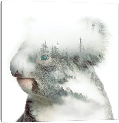 Koala Canvas Art Print