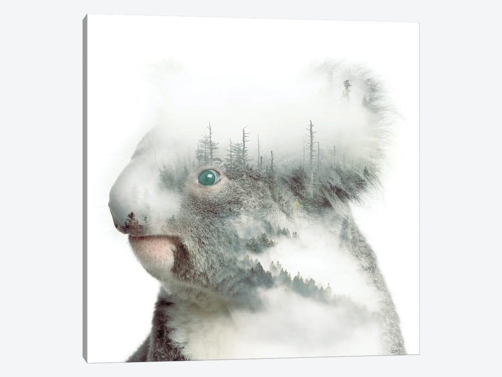 Koala by Paul Haag 1-piece Canvas Art Print