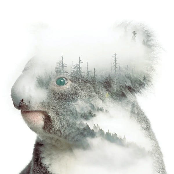 Paul Haag: Koala by Paul Haag