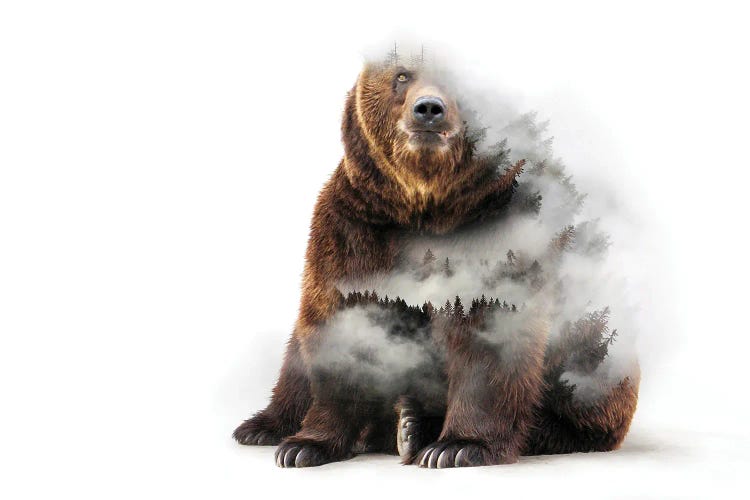 Nature Bear by Paul Haag wall art