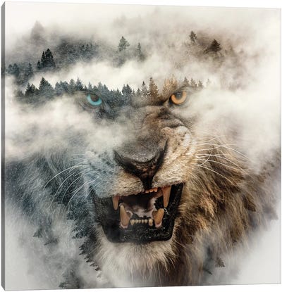 Nature Lion Canvas Art Print - Paul Haag
