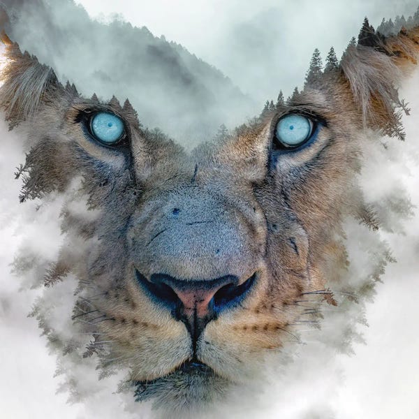 Paul Haag: Lion King by Paul Haag