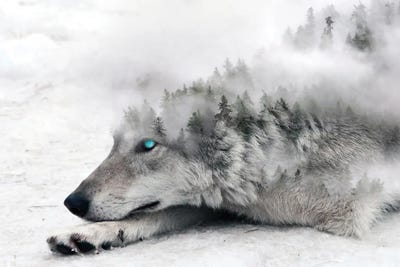 White Fang by Paul Haag art print