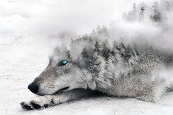 Paul Haag: White Fang by Paul Haag