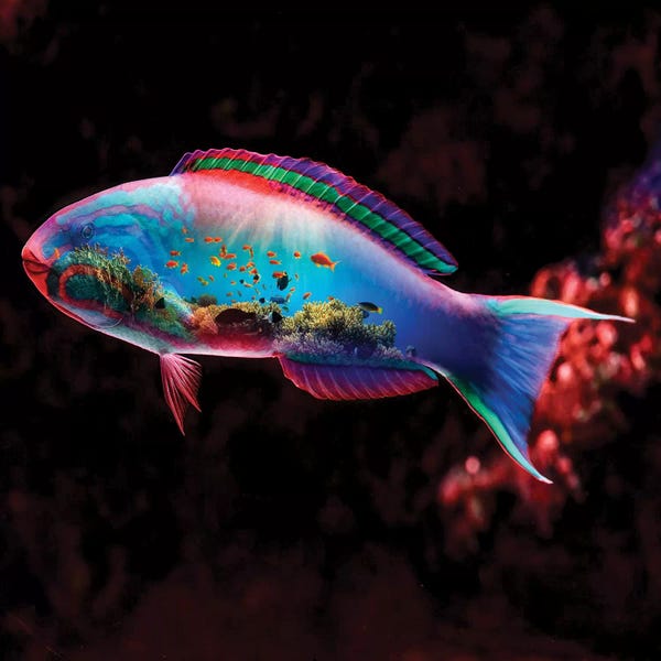 Through The Looking Glass: Fish by Paul Haag