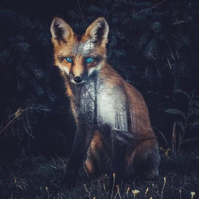 Fox II by Paul Haag canvas print