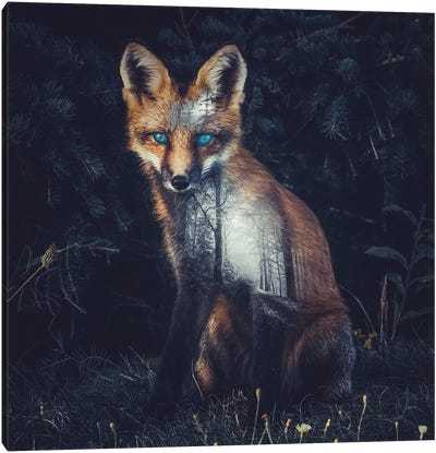 Fox II Canvas Art Print - Through The Looking Glass