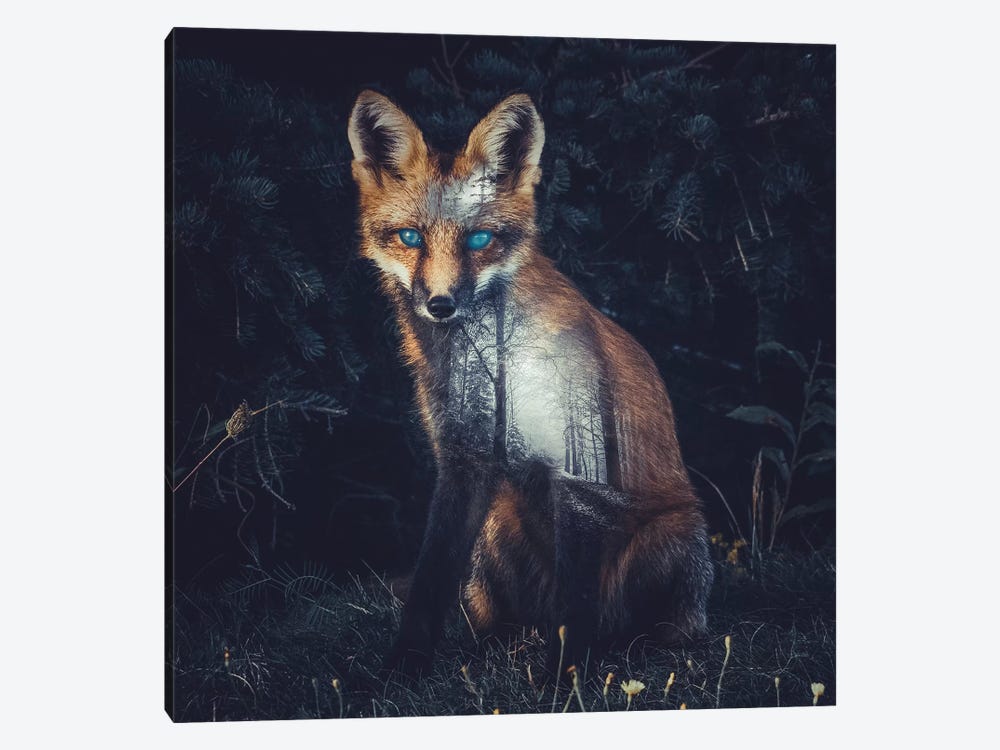 Fox II by Paul Haag 1-piece Canvas Print