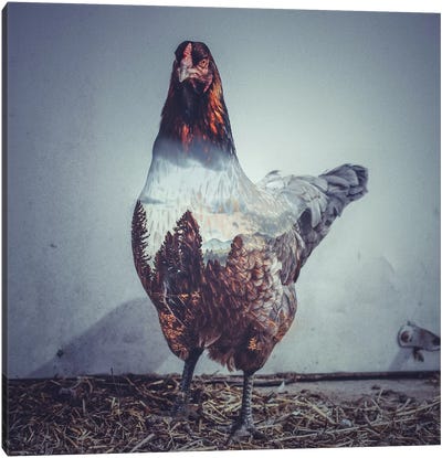Hen Canvas Art Print - Chicken & Rooster Art