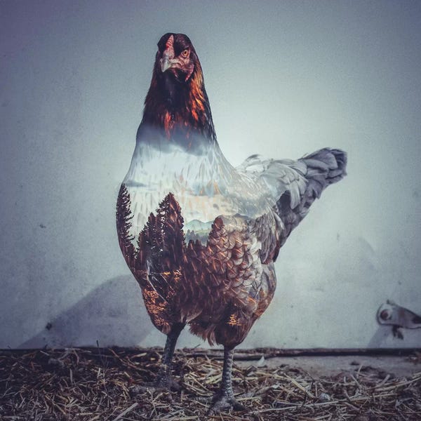 Paul Haag: Hen by Paul Haag