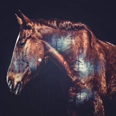 Horse by Paul Haag art print