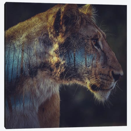Lion Canvas Print #PAH19} by Paul Haag Canvas Art Print