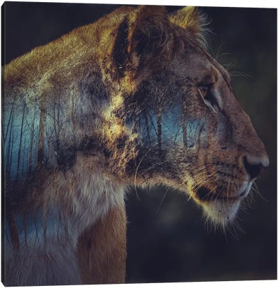 Lion Canvas Art Print - Through The Looking Glass