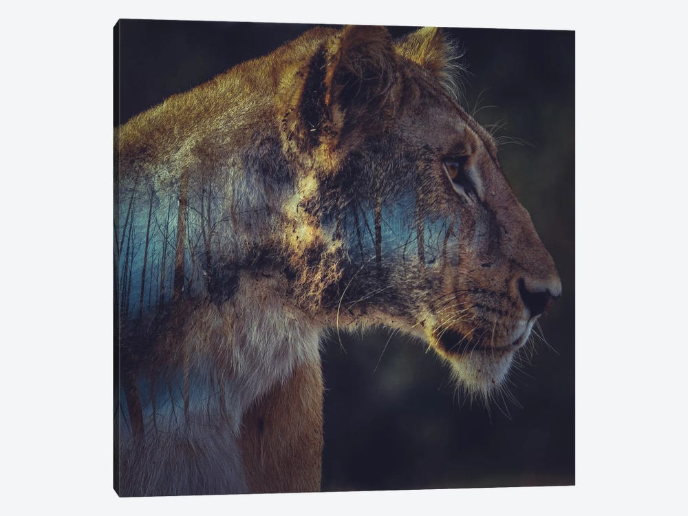 Lion by Paul Haag 1-piece Canvas Art Print