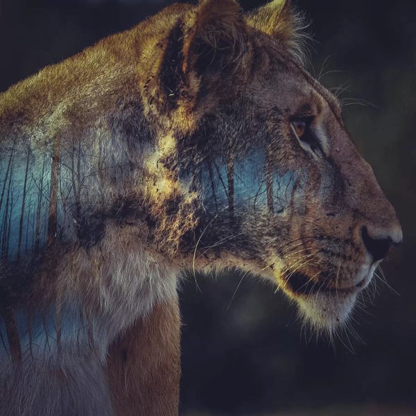 Through The Looking Glass: Lion by Paul Haag