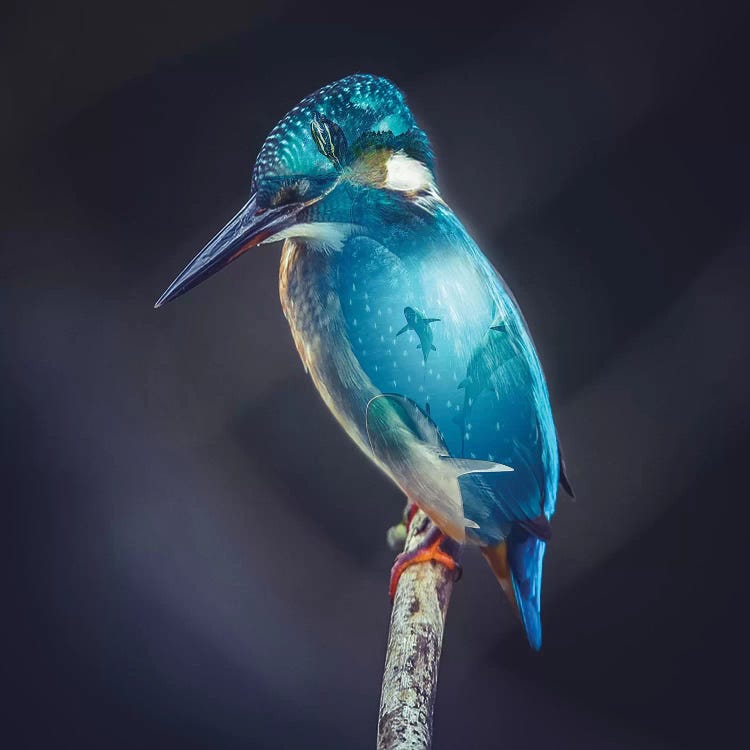 Aquarium Bird by Paul Haag wall art