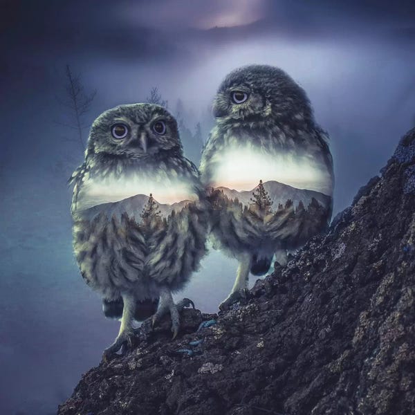 Through The Looking Glass: Owl Twins by Paul Haag