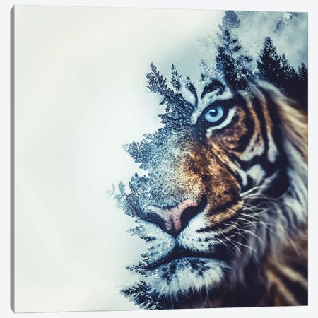 Tiger II Canvas Print #PAH28} by Paul Haag Canvas Artwork