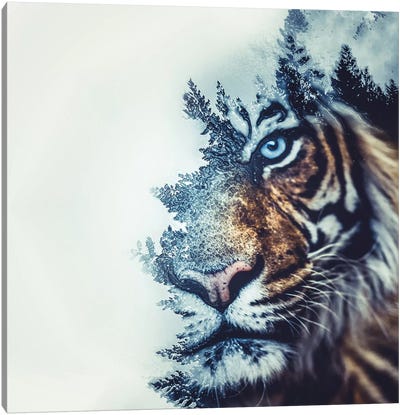 Tiger II Canvas Art Print - Paul Haag