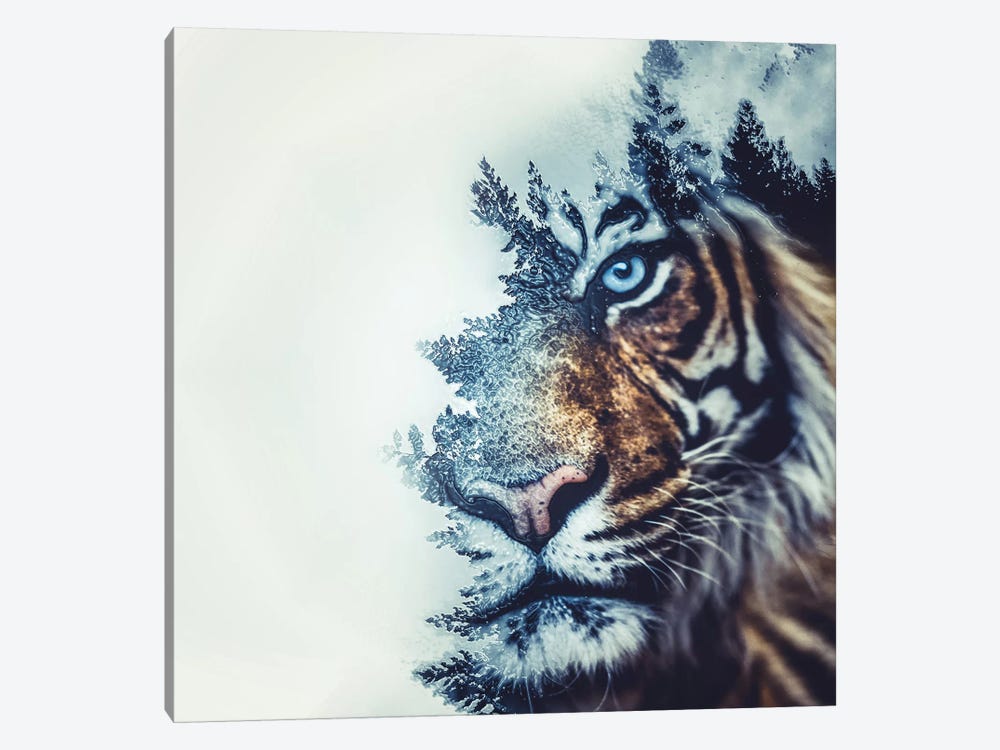 Tiger II by Paul Haag 1-piece Art Print