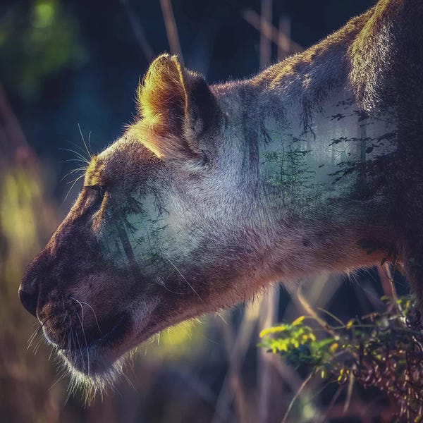 Paul Haag: Head by Paul Haag